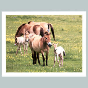 #0229  Horses Mama Says 4x6 Version Glossy Photo Fast Ship